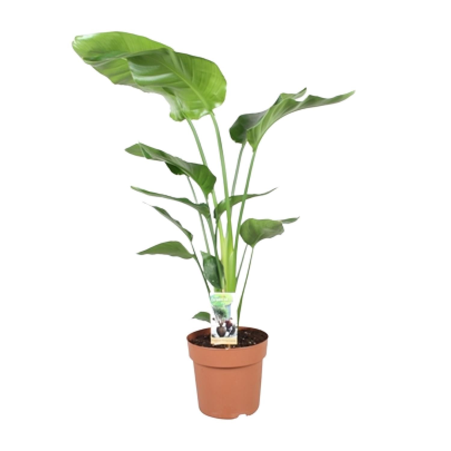 alocasia strelitzia Strelitzia Bird of Paradise 90cm | Exotic