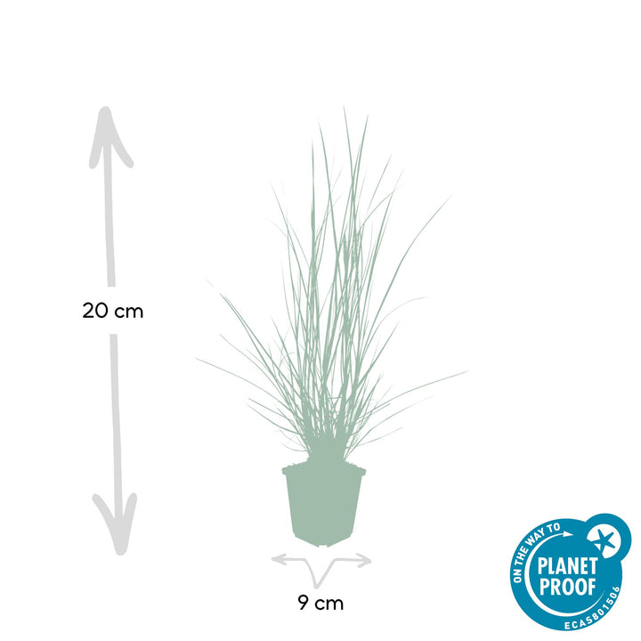 24x Pennisetum alopecuroides 'Hameln' Dwarf Fountain Grass - 9cm Pot - 10-25cm