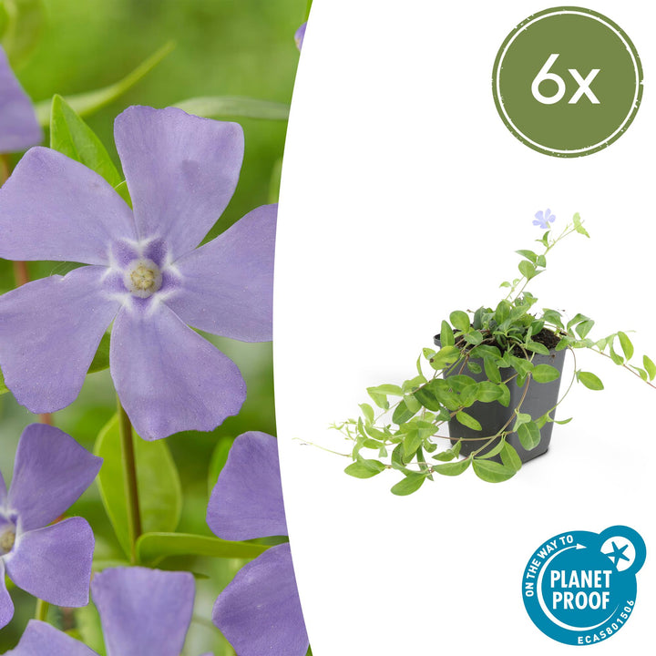Six lesser periwinkle plants with purple five-petalled flowers and green oval leaves in grey pots, 10-25cm tall.