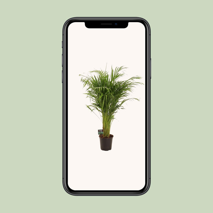 Dypsis Lutescens - Ø21cm - ↕110cm — healthy root ball and nursery pot ready to ship from Ireland