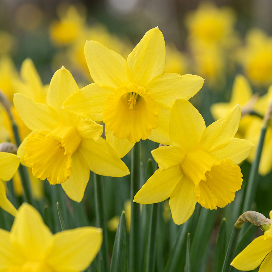 Narcissus 'February Gold' in flower, swept-back golden petals around a long trumpet, 120-bulb pack for Irish gardens