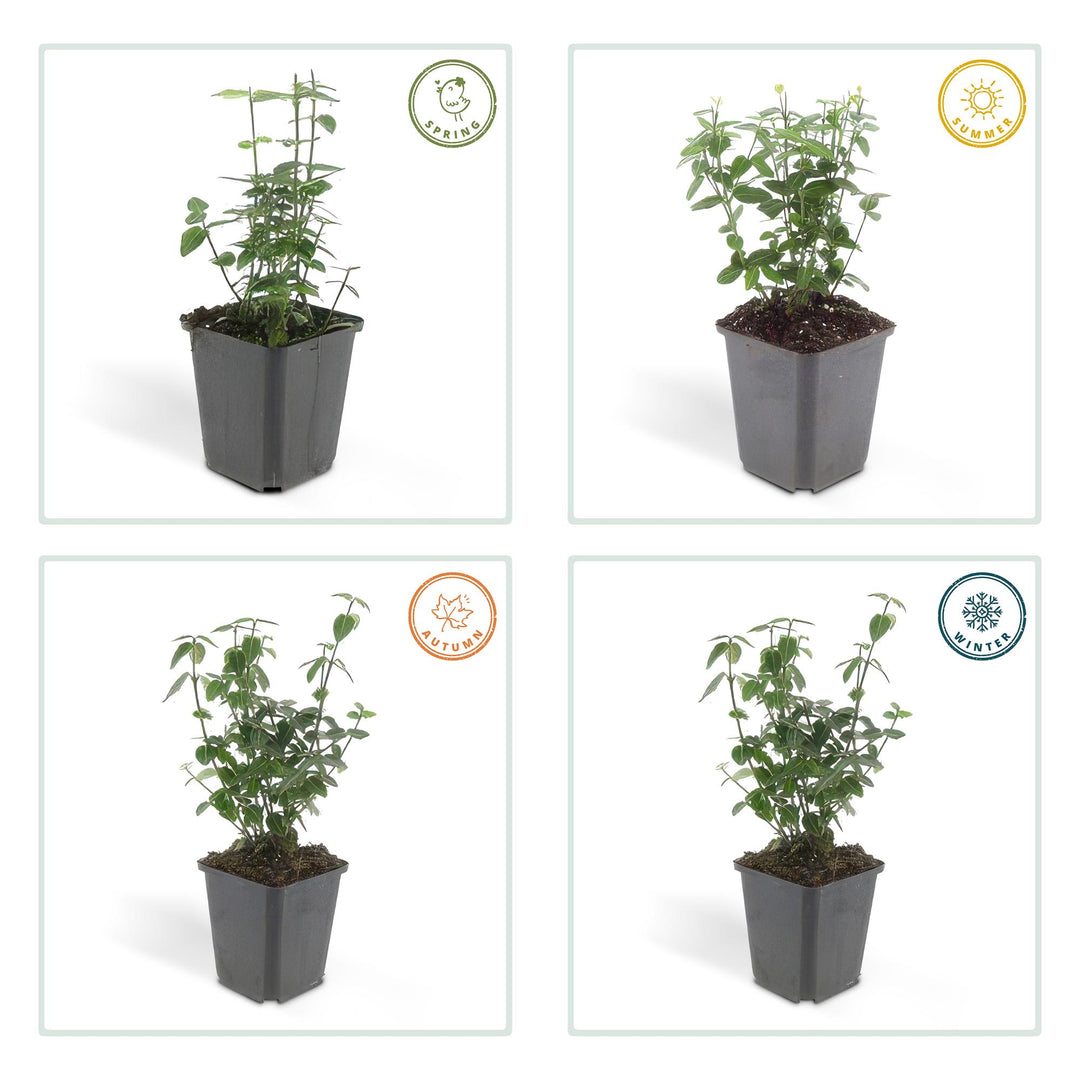 60x Euonymus fortunei radicans - Evergreen Ground Cover - 10-25cm