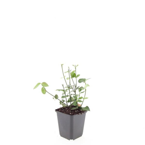 48x Purple Wintercreeper Euonymus - Evergreen Ground Cover - 9cm Pots