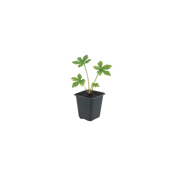 6x Astrantia major - ↕10-25cm - Ø9cm — healthy root ball and nursery pot ready to ship from Ireland