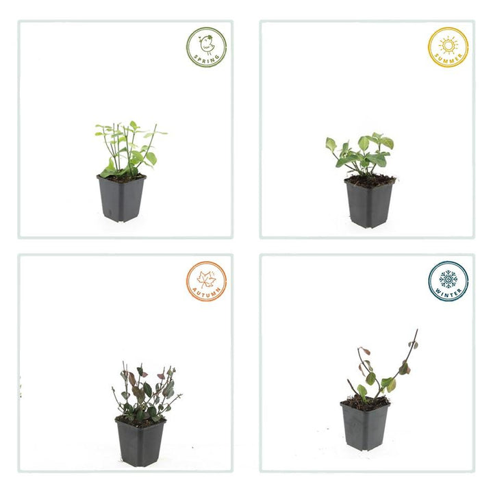 48x Euonymus fortunei 'Dart's Blanket' 10-25cm Evergreen Ground Cover