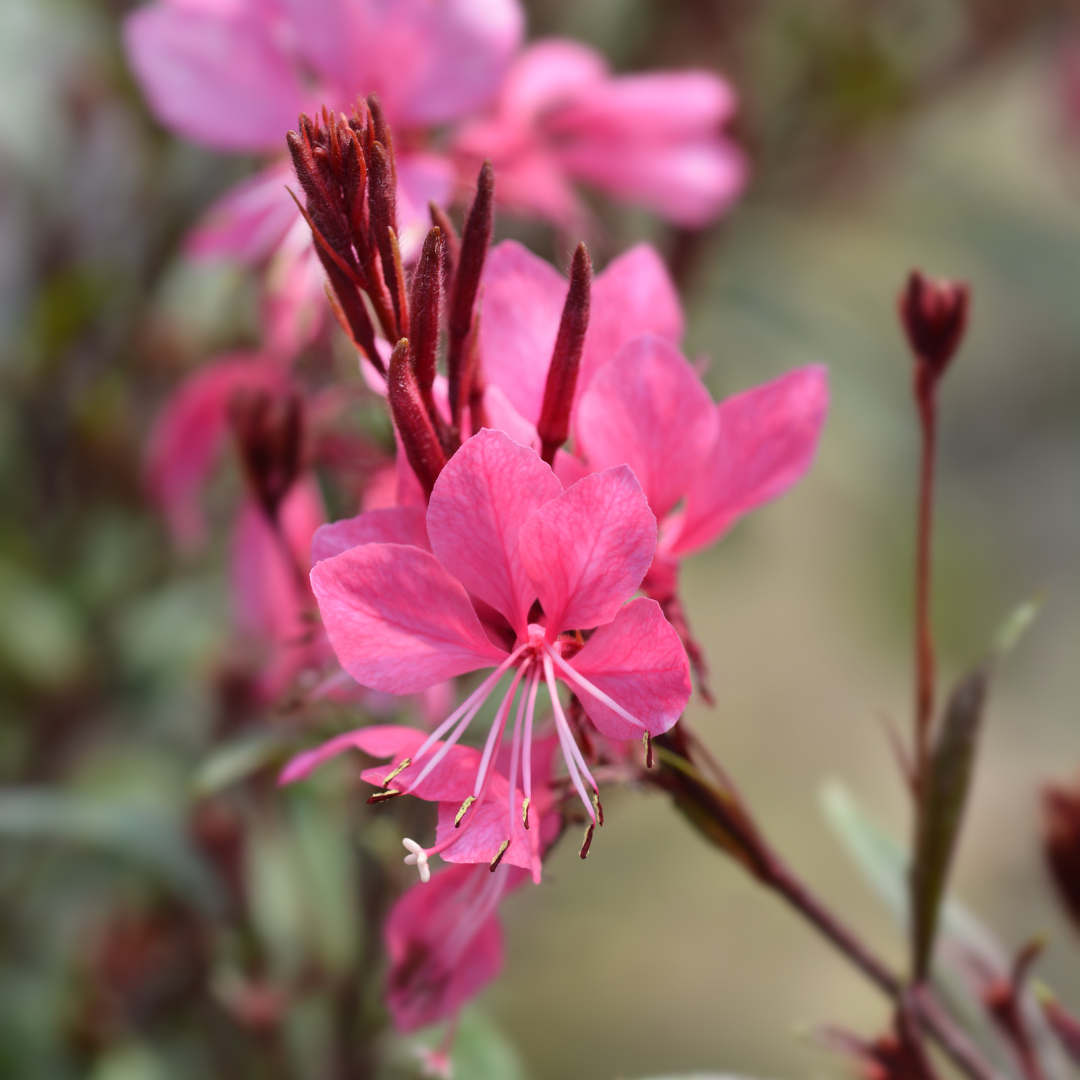 Pink Gaura Siskiyou Pink flowers with delicate petals and prominent red stamens, unopened buds visible above blooms