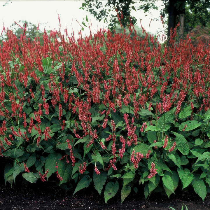 40x Persicaria amplexicaulis - ↕10-25cm - Ø9cm alternative angle showing habit and leaf structure
