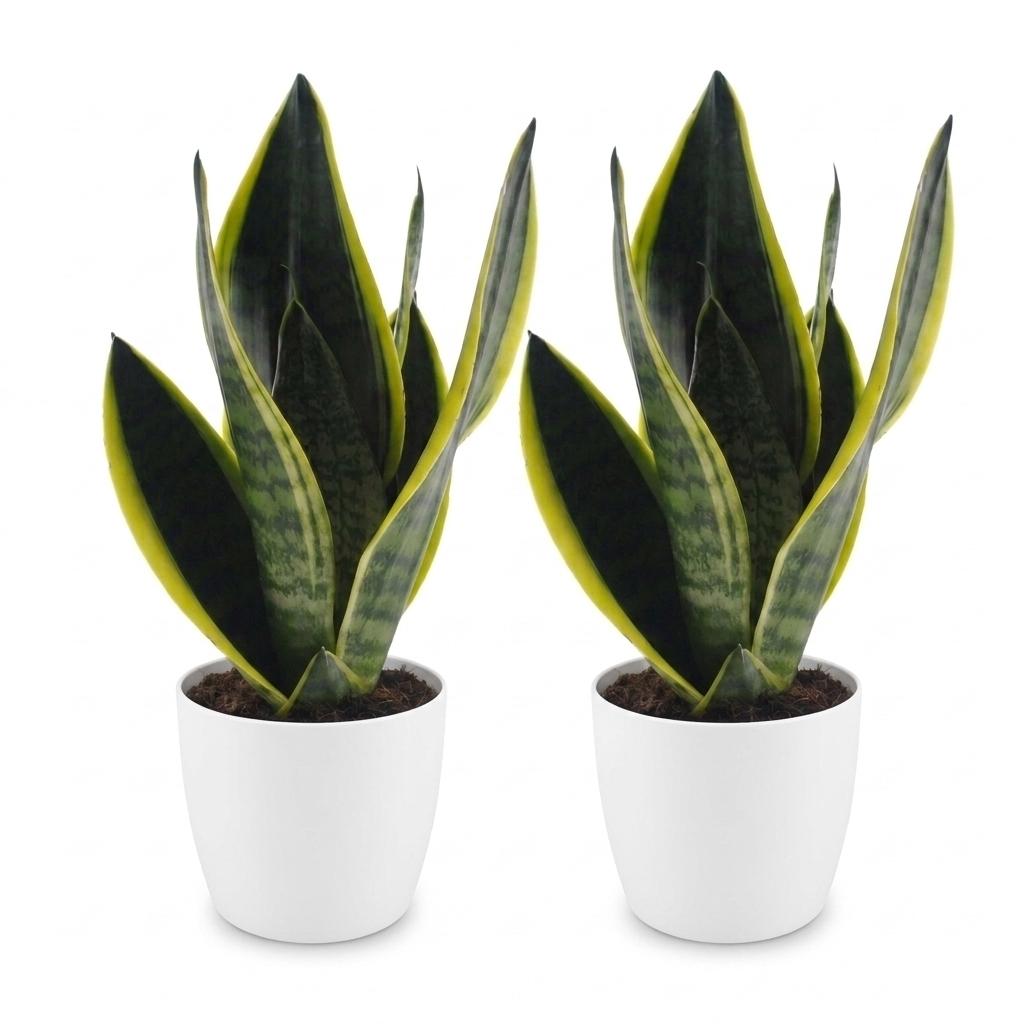 Snake Plant (Sansevieria 'Future Superb') - 2 Plants with White Ceramic Pot - 12cm Pot - 35cm Tall