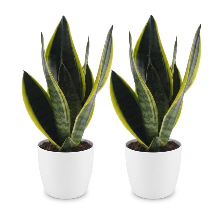 Snake Plant (Sansevieria 'Future Superb') - 2 Plants with White Ceramic Pot - 12cm Pot - 35cm Tall