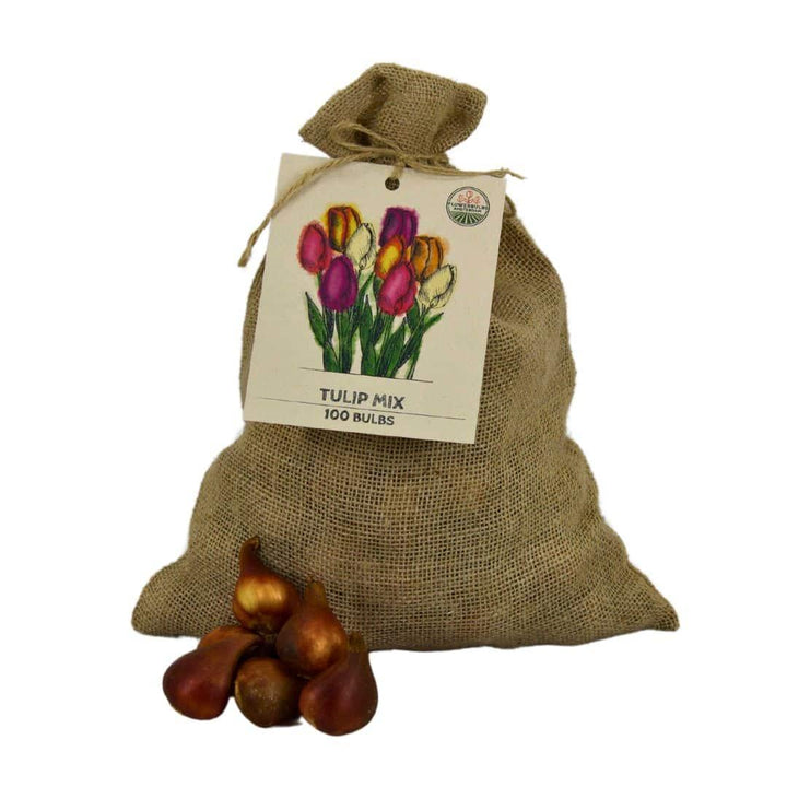 Sustainable burlap bag of 100 tulip bulbs in various colors by Everspring for 2.5 m² floral display.