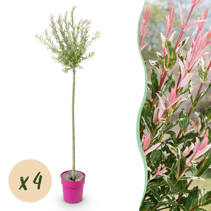 4x Salix integra 'Flamingo' Flamingo Willow in 23cm pots, 140-160cm