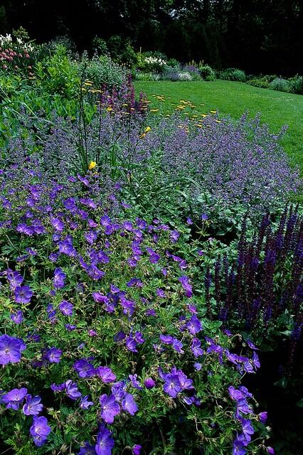 6x Geranium 'Johnson's Blue' - ↕10-25cm - Ø9cm styled in an Irish home interior