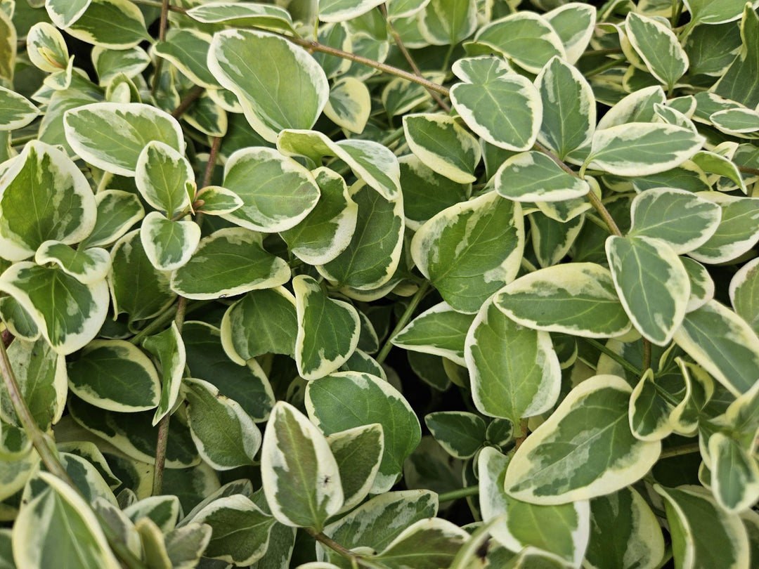 24x Vinca major 'Variegata' - ↕10-25cm - Ø9cm alternative angle showing habit and leaf structure