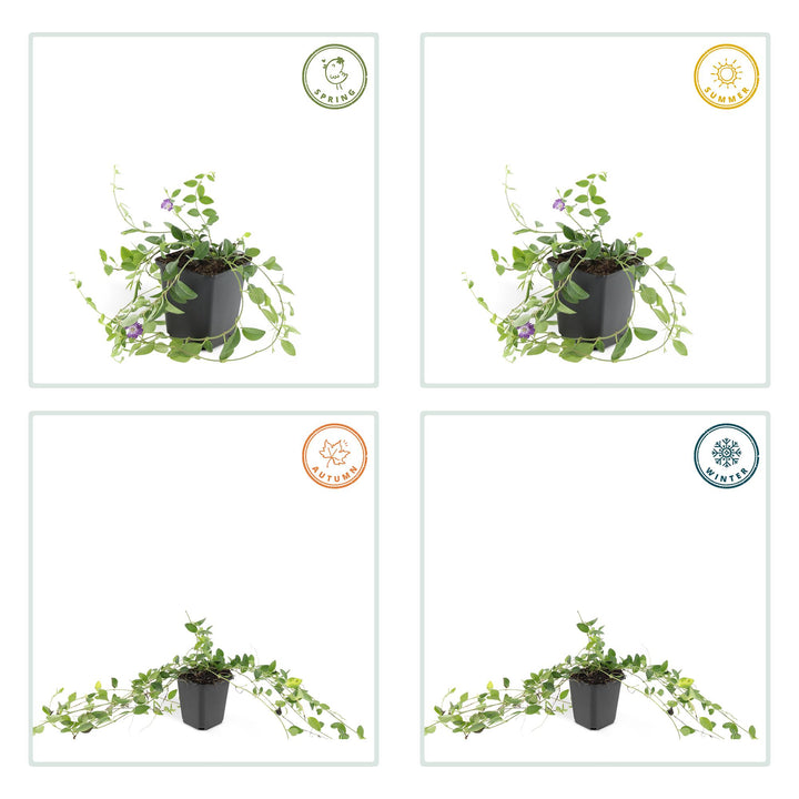 40x Vinca Minor Atropurpurea | Purple Periwinkle Ground Cover | 9cm