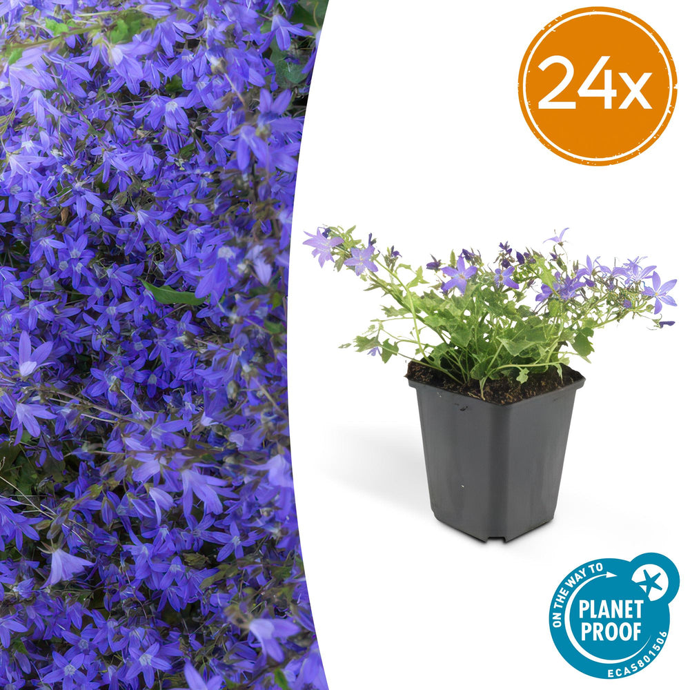 Healthy foliage and strong roots close-up of 24x Campanula Stella Blue Ground Cover - 10-25cm - Ø9cm Pots