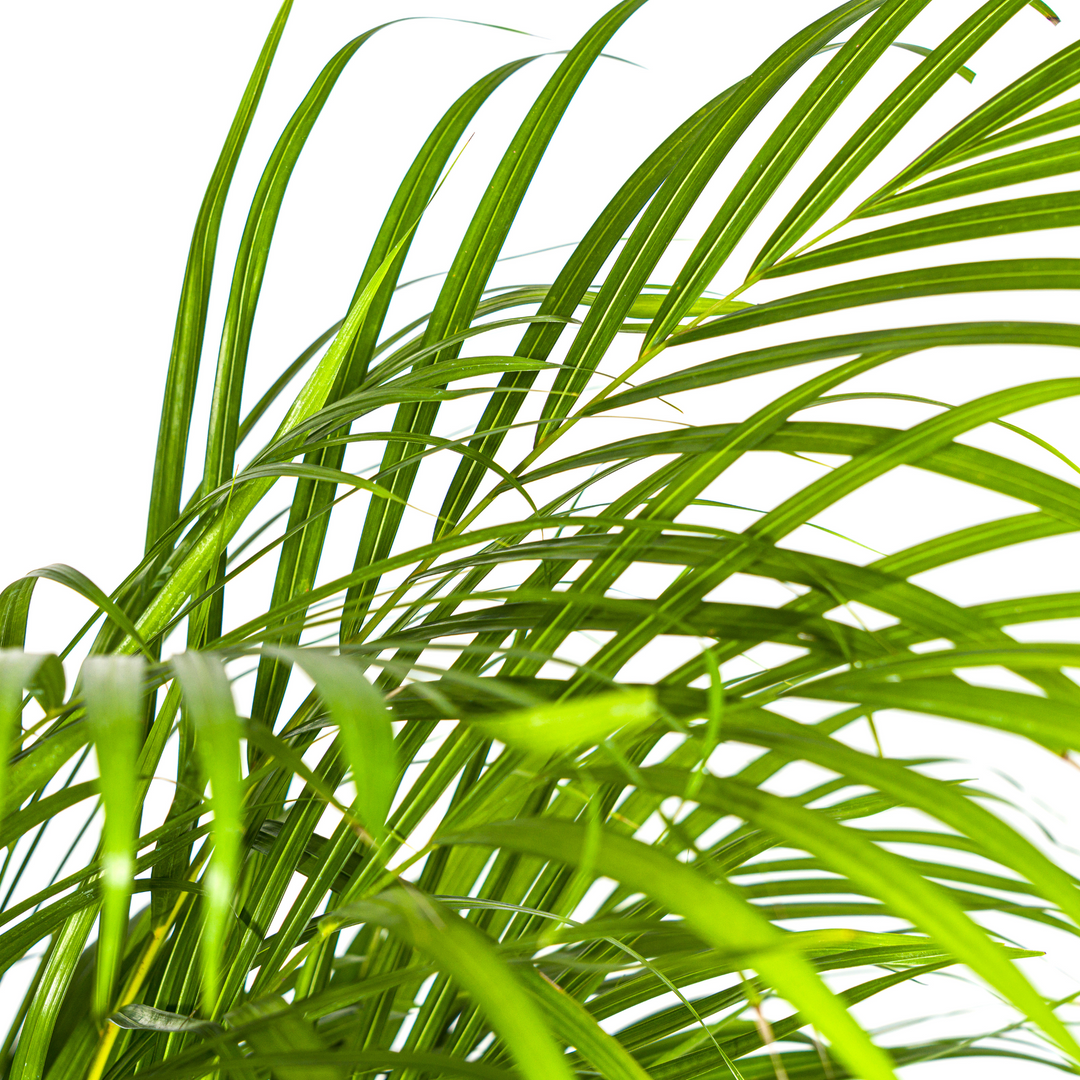 Dypsis Areca Lutescens 120-140cm — Areca Palm in 24cm pot, with basket