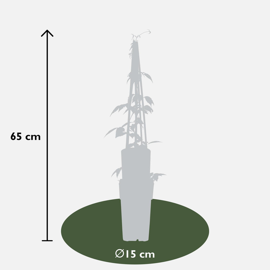 4x Clematis Montana Grandiflora - Fragrant White Climber - Ø15cm - ↕65cm
