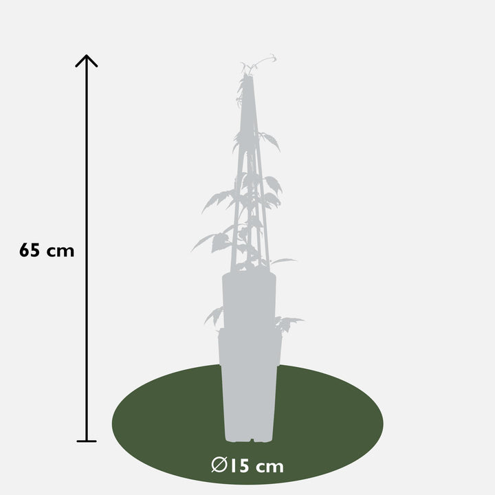 4x Clematis Montana Grandiflora - Fragrant White Climber - Ø15cm - ↕65cm