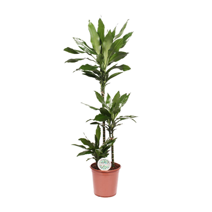 Dracaena Janet Lind with green lanceolate leaves on upright stems in terracotta pot, approximately 130cm tall, size label…