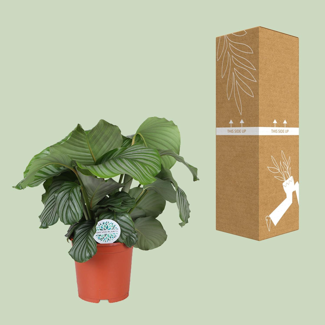 Calathea Orbifolia, styled in home setting, by PlantGift.ie