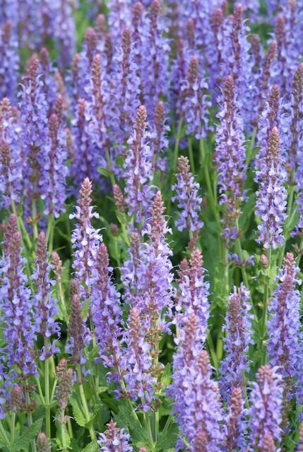24x Salvia nem. 'Caradonna' - ↕10-25cm - Ø9cm packed for EU plant delivery from PlantGift.ie