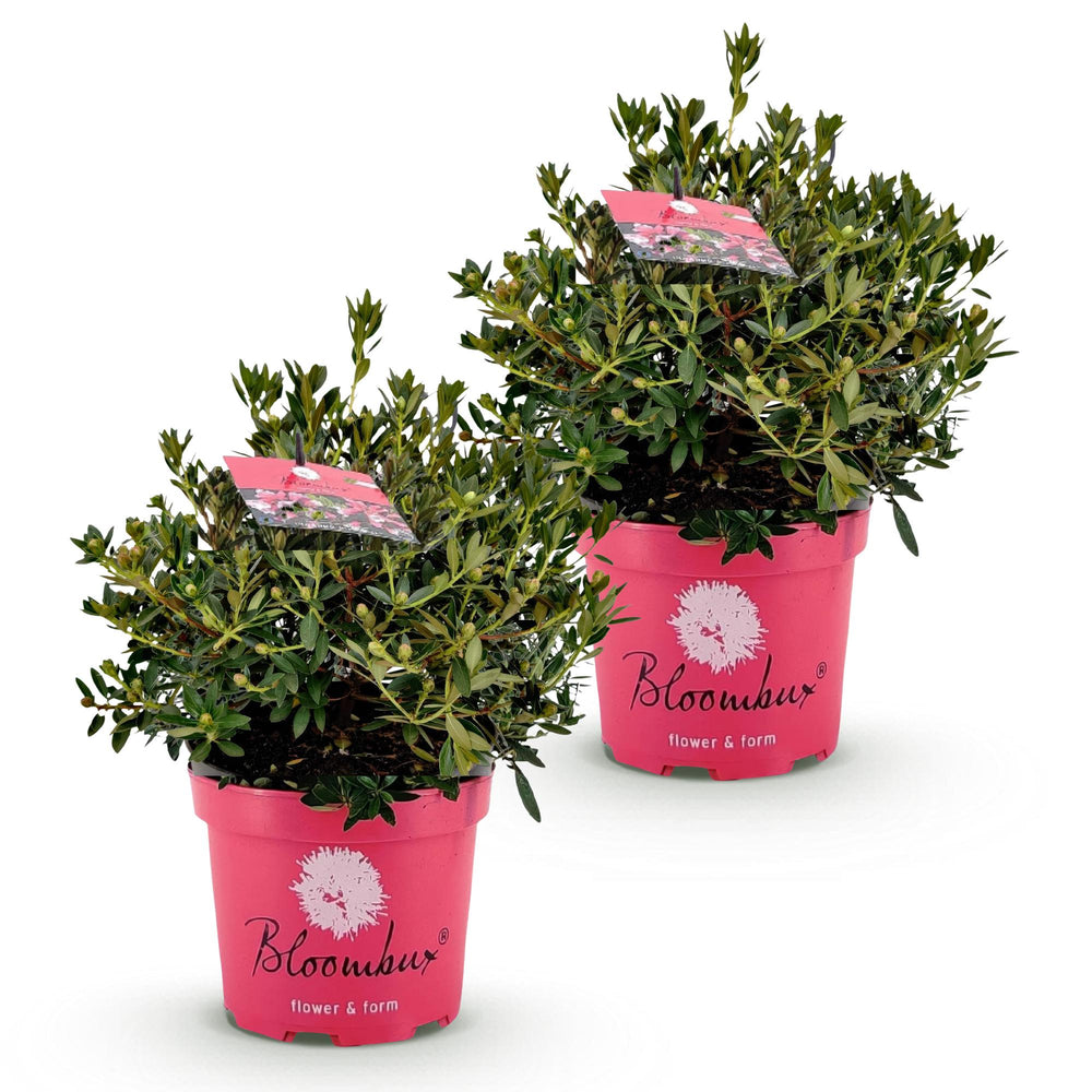 2 Rhododendron Bloombux Magenta plants in 23cm pots, 45-55cm tall - view 2