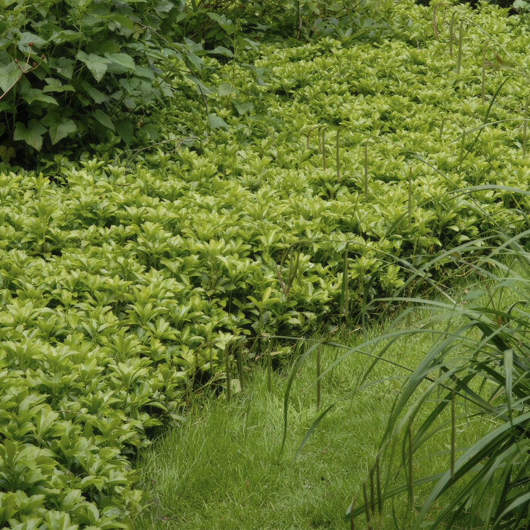 24x Pachysandra term. 'Green Carpet' - ↕10-25cm - Ø9cm full-plant overview, healthy foliage and strong roots