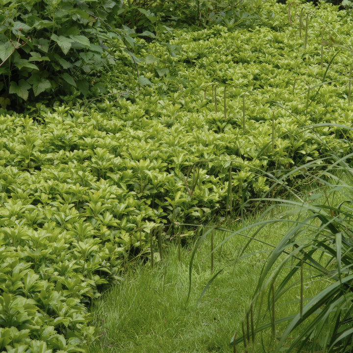 24x Pachysandra term. 'Green Carpet' - ↕10-25cm - Ø9cm full-plant overview, healthy foliage and strong roots