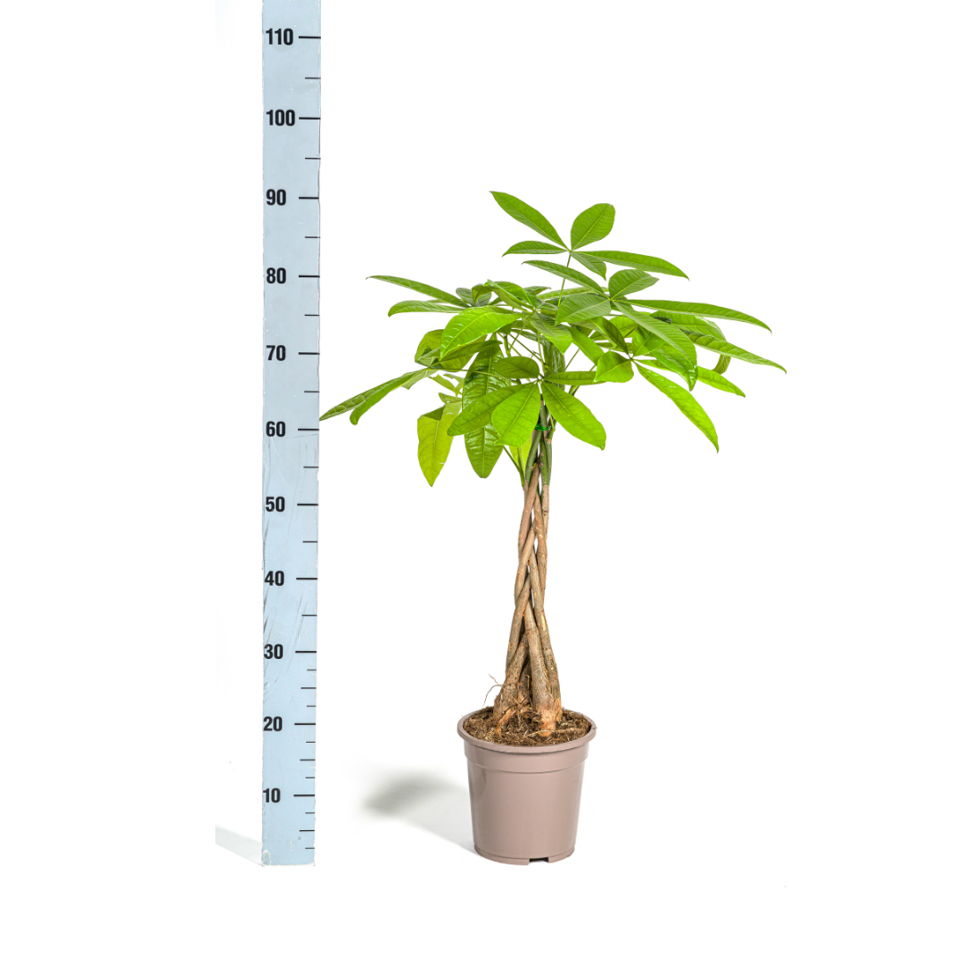 Pachira Aquatica 70-90cm — Money Tree in 19cm pot