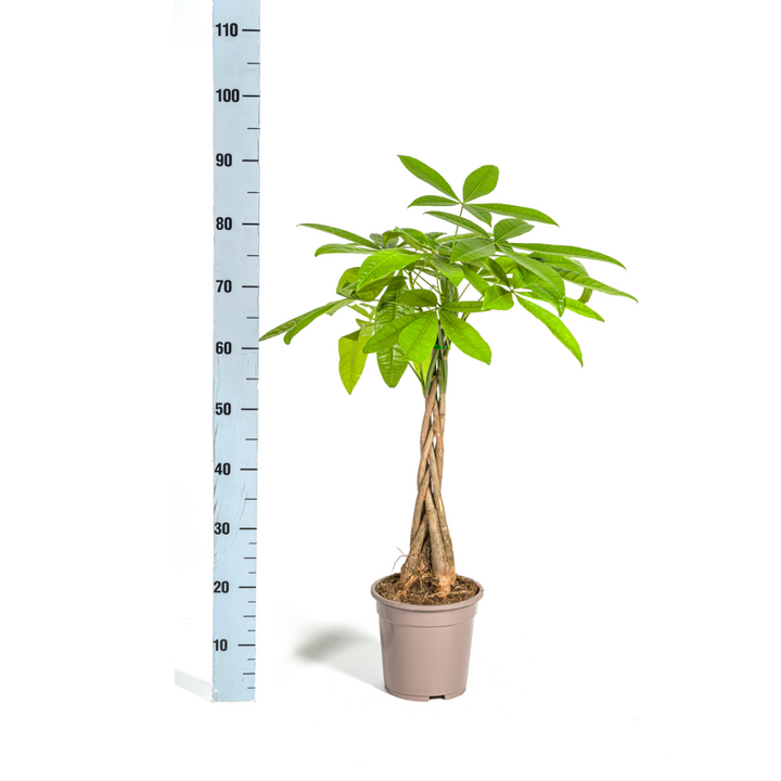 Pachira Aquatica 70-90cm — Money Tree in 19cm pot