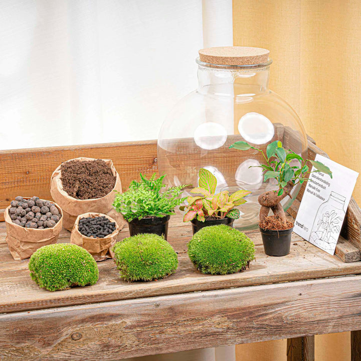 DIY terrarium - Bolder Bob Bonsai - ↕ 30 cm - Rake + Shovel + Tweezer + Scissors