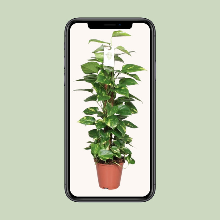 Epipremnum Pinnatum Mosstok 80cm Scindapsus - Ø19cm - ↕80cm — healthy root ball and nursery pot ready to ship from Ireland