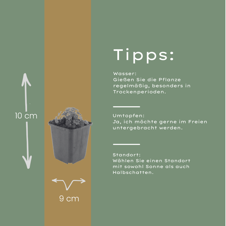 6x Geranium cin. 'Ballerina' - ↕10-25cm - Ø9cm