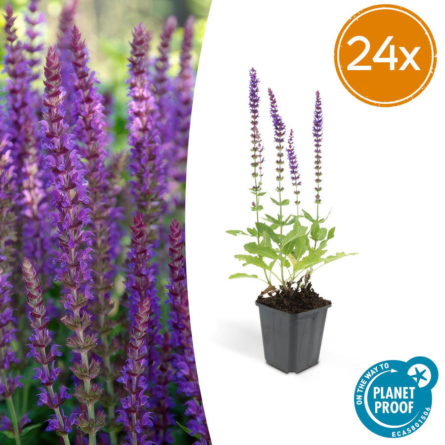 Salvia nemorosa 'Ostfriesland' purple-flowering perennials in 9cm pots, 24-pack