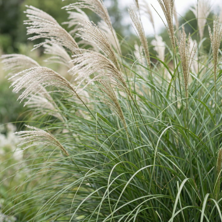 Pack of 24 Miscanthus sinensis 'Gracillimus' maiden grass plants in 11cm pots - view 5