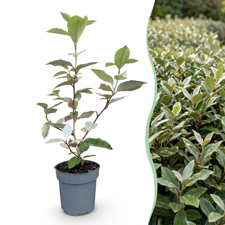 24 Elaeagnus ebbingei 'Compacta' hedging plants in 9cm pots, 25-35cm tall - view 3
