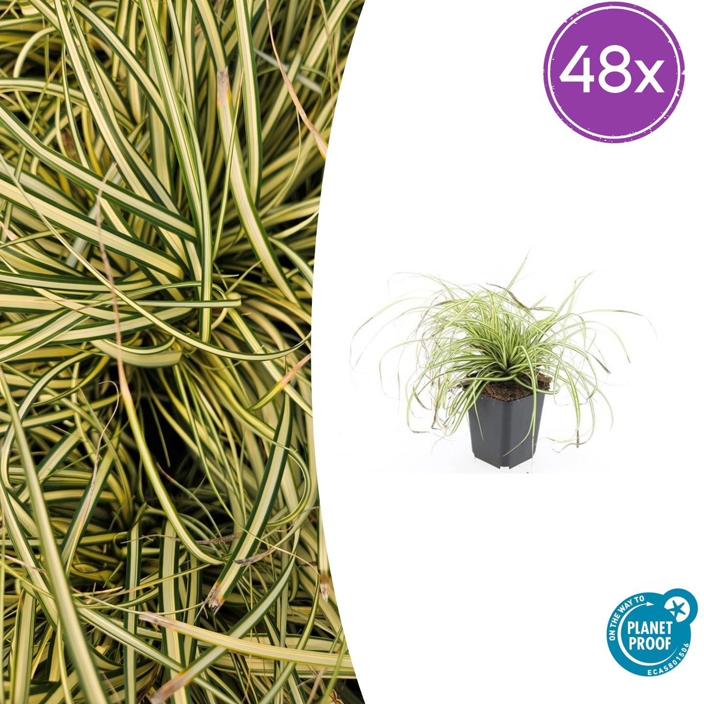 48x Carex Evergold Ornamental Grass | Gold Foliage – PlantGift.ie