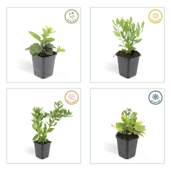 6x Aster ageratoides 'Ashvi' - ↕10-25cm - Ø9cm — healthy root ball and nursery pot ready to ship from Ireland