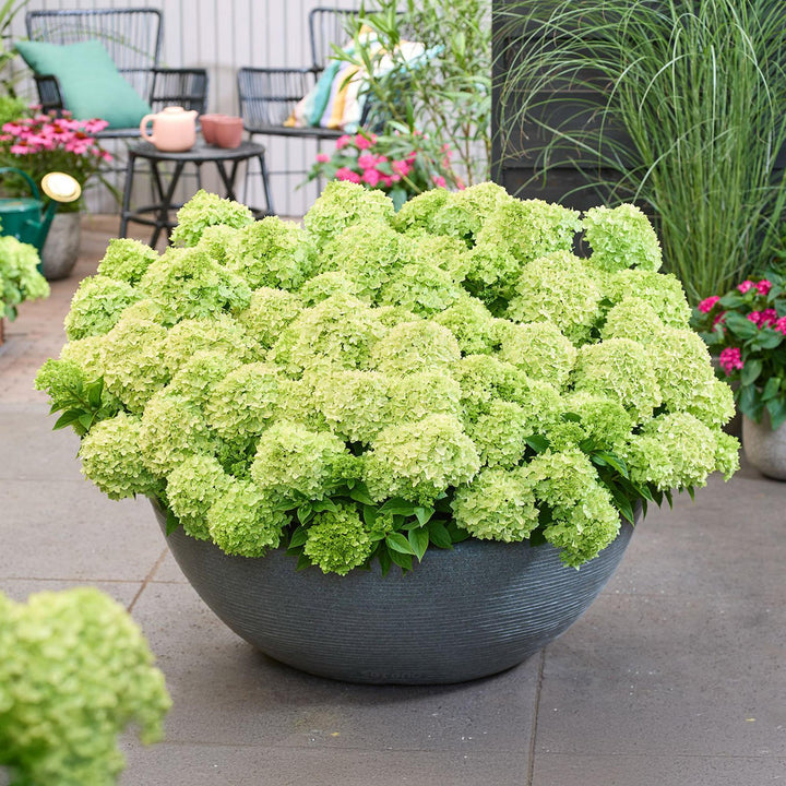 48 Hydrangea paniculata Groundbreaker Greeny plants in 14cm pots - view 6