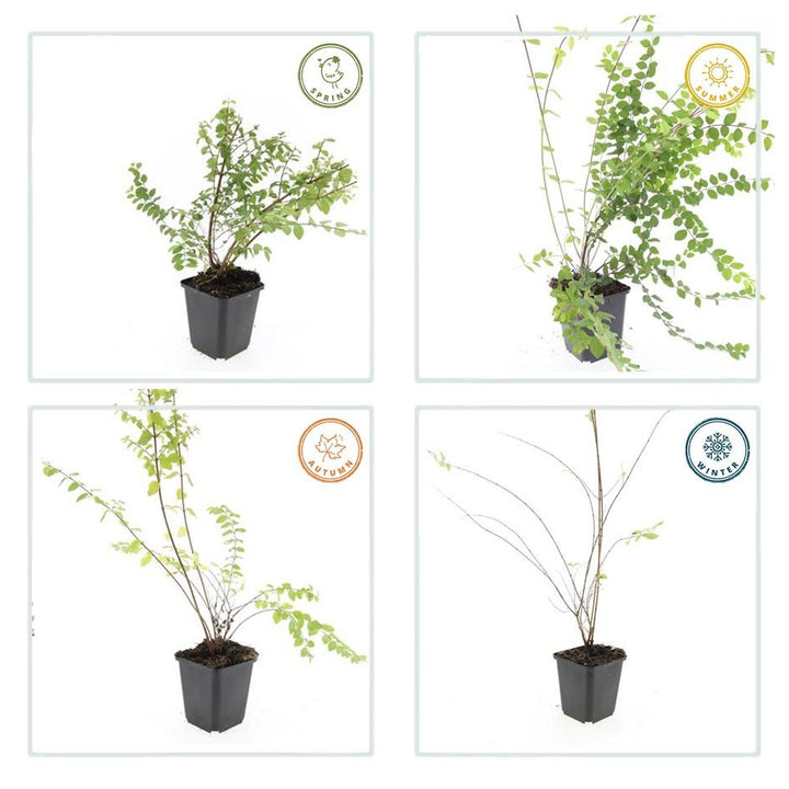 60x Symphoricarpos ch. 'Hancock' - ↕10-25cm - Ø9cm