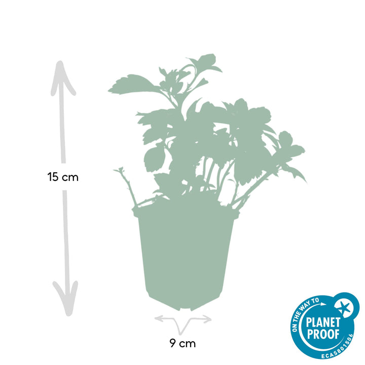 40x Pachysandra terminalis 'Green Carpet' - Evergreen Ground Cover