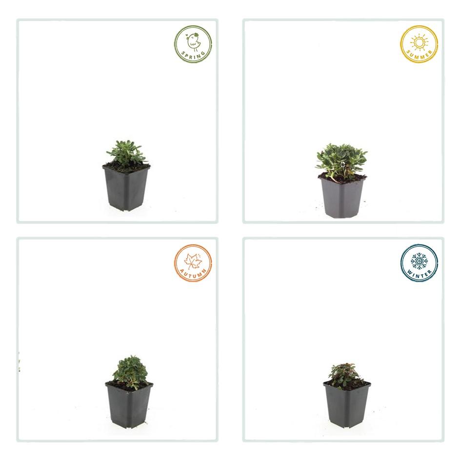 60x Potentilla tridentata 'Nuuk' - ↕10-25cm - Ø9cm