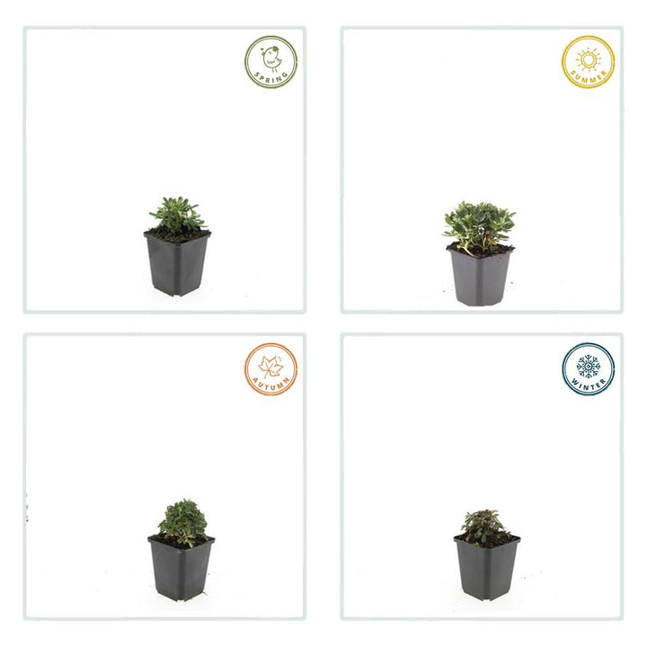 60x Potentilla tridentata 'Nuuk' - ↕10-25cm - Ø9cm