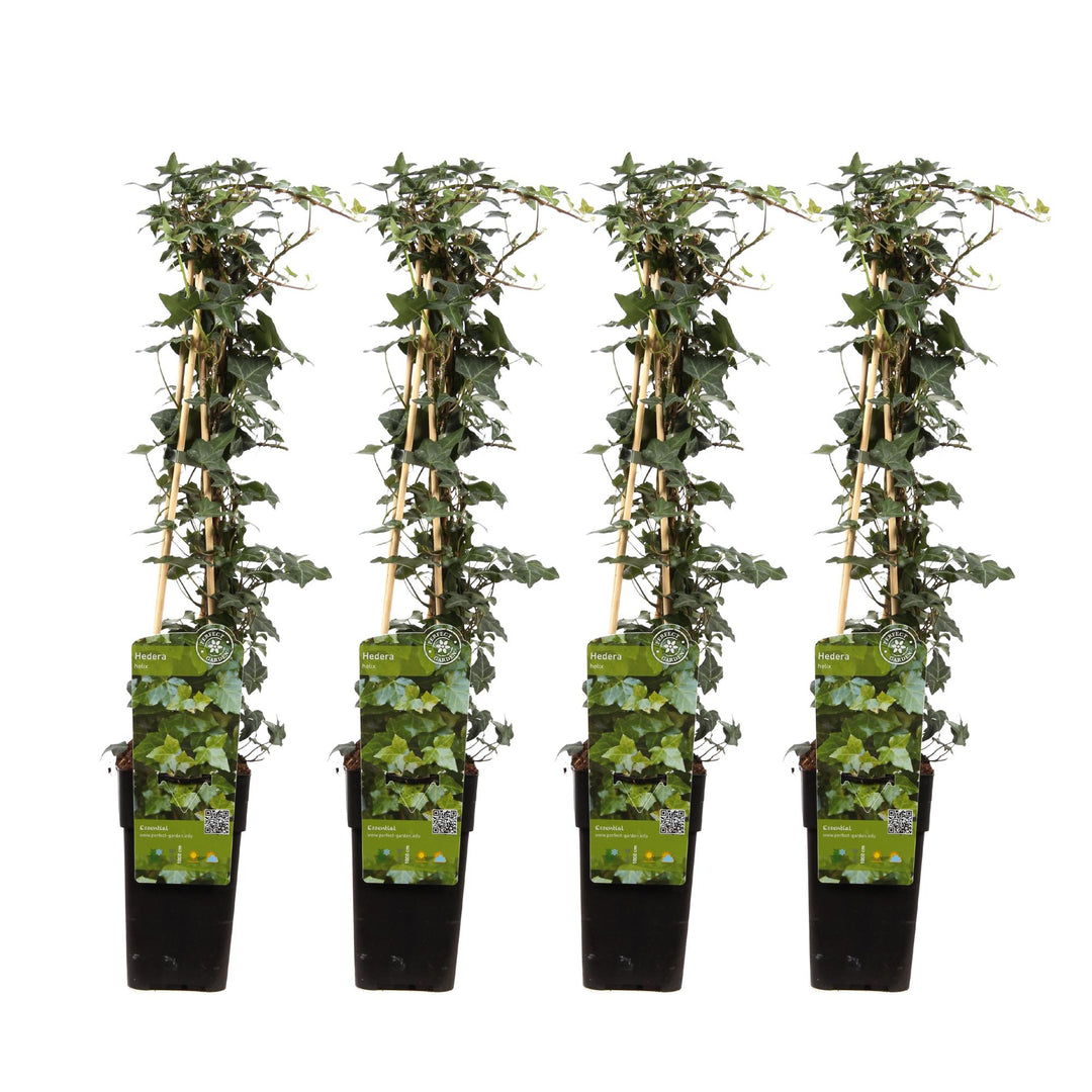 Hedera Helix Ivy Plant - 65cm Evergreen Climbing Plant