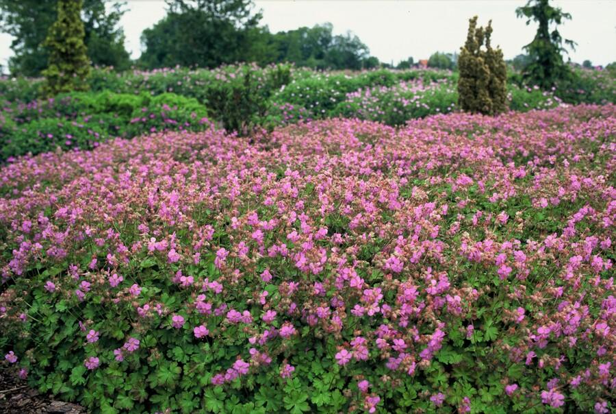 24x Geranium cant. 'Cambridge' - ↕10-25cm - Ø9cm packed for EU plant delivery from PlantGift.ie