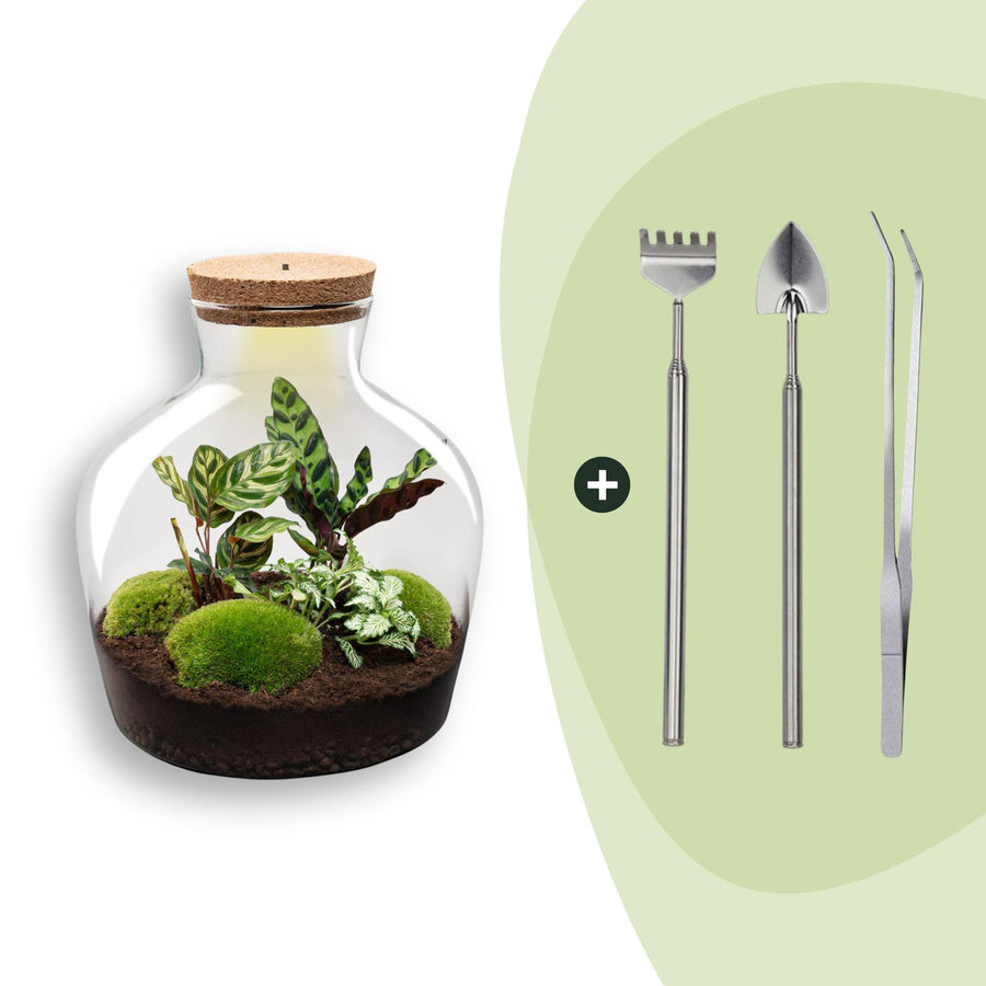 DIY terrarium kit in a cork-topped glass jar, planted with ferns and cushion moss, shown with its planting tools, 30cm tall