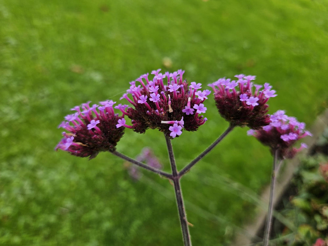 40x Verbena bonariensis Plants - Purple Tall Verbena 10-25cm