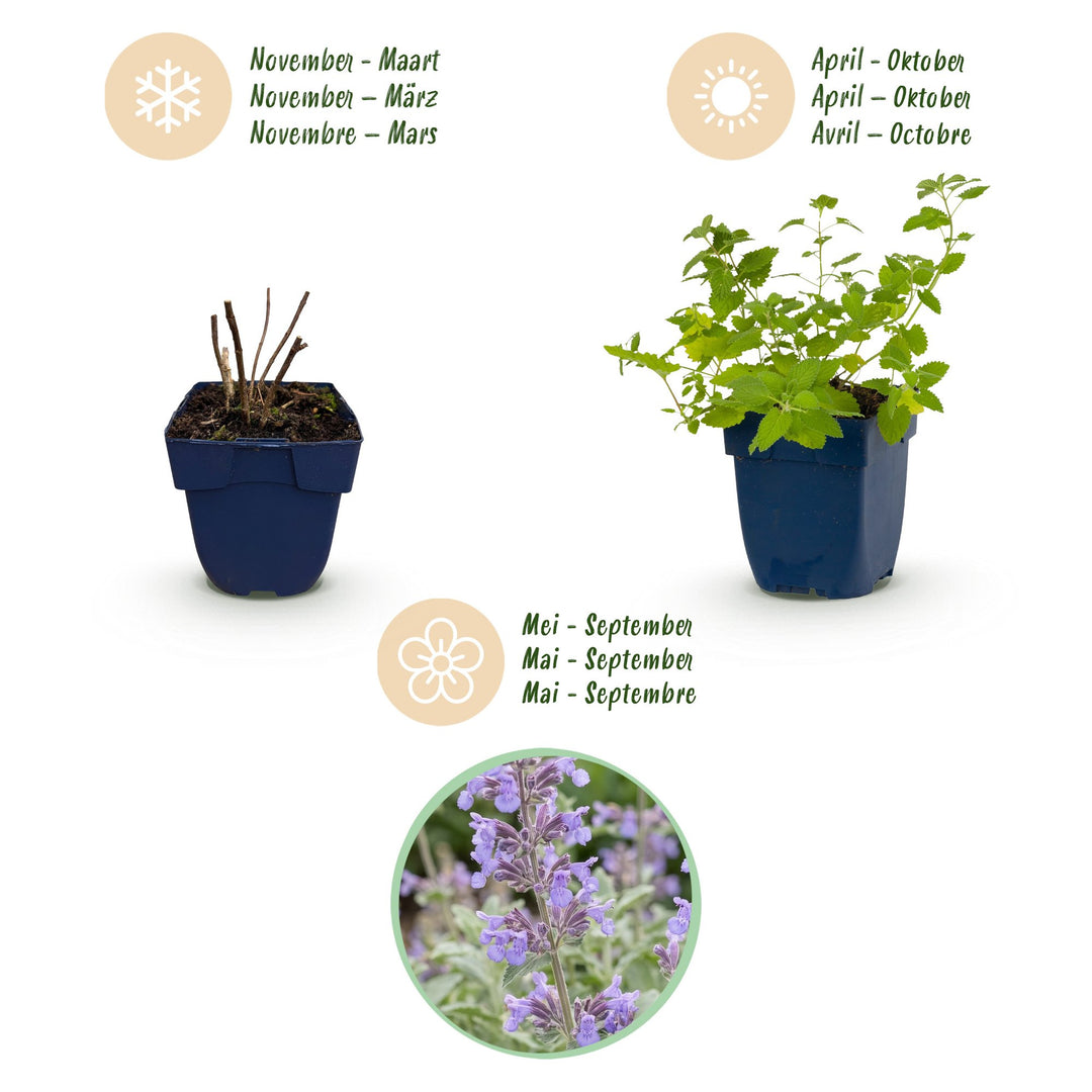 Pack of 24 Nepeta x faassenii catmint plants in 11cm pots - view 4