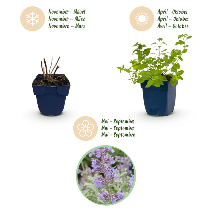Pack of 24 Nepeta x faassenii catmint plants in 11cm pots - view 4