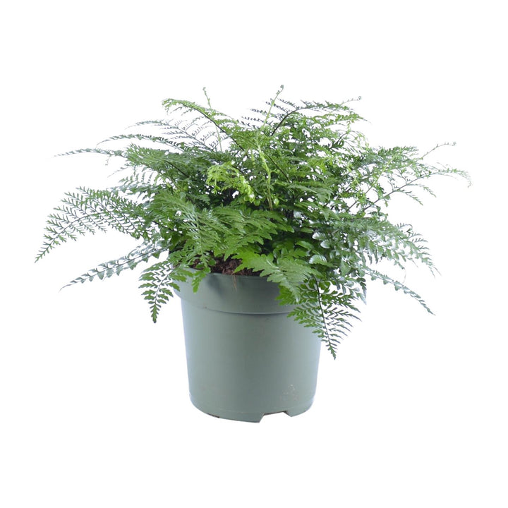 Bird's nest fern with glossy bright green arching fronds forming a rosette, 50cm tall in a 27cm pot